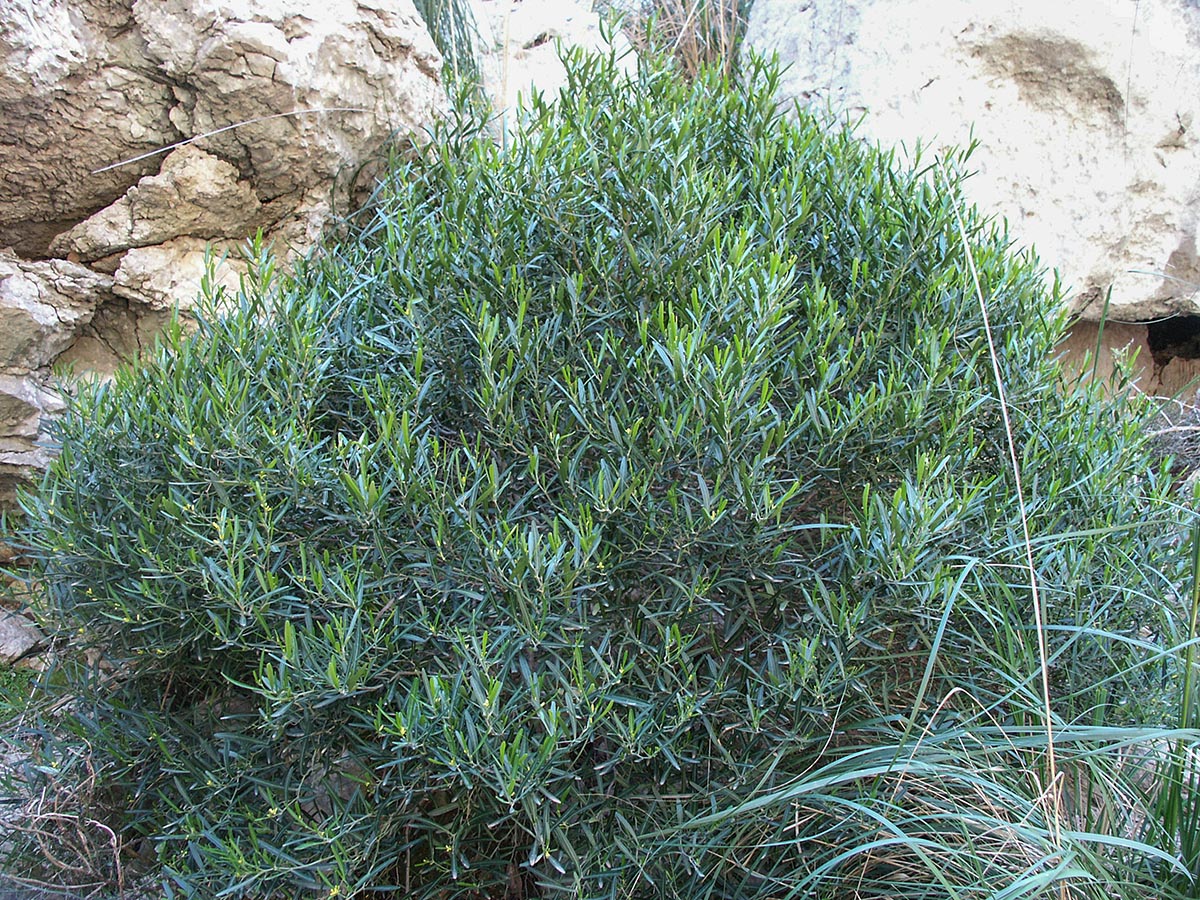 Habitus